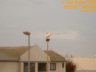 Photo ID: 000169, Pelicans sit on the lampposts in Swakopmund - Beats Pigeons, Swakopmund, Namibia