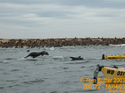 Photo ID: 000172, Kyaking with seals, Walvis Bay, Namibia