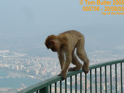 Photo ID: 000756, A Barbary Ape holds onto the railings over a 1200 foot drop!, Top of the Rock, Gibraltar