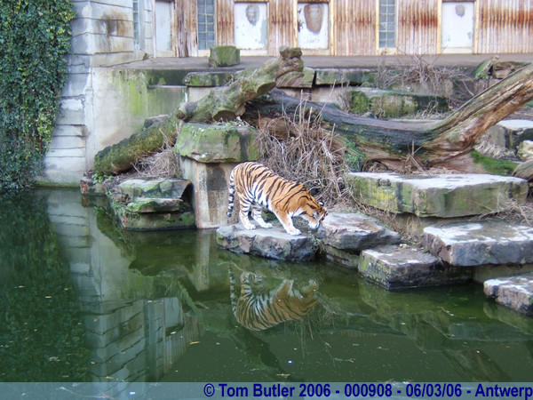 Photo ID: 000908, A tiger in the Antwerp Zoo, Antwerp, Belgium