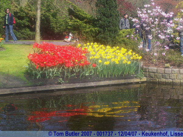 Photo ID: 001737, The flower gardens, Keukenhof, Lisse, Netherlands