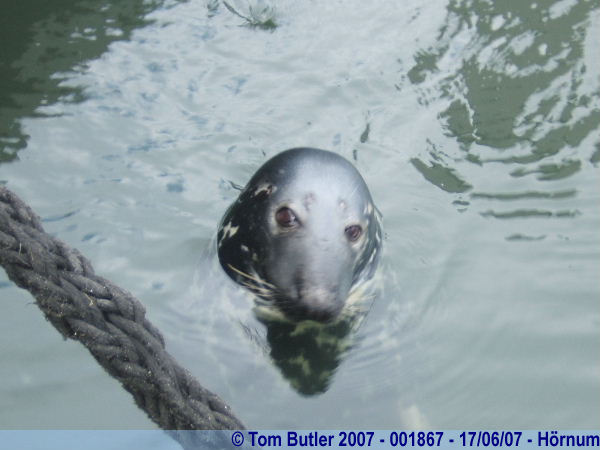Photo ID: 001867, ein Seehund in the harbour, Hrnum, Germany
