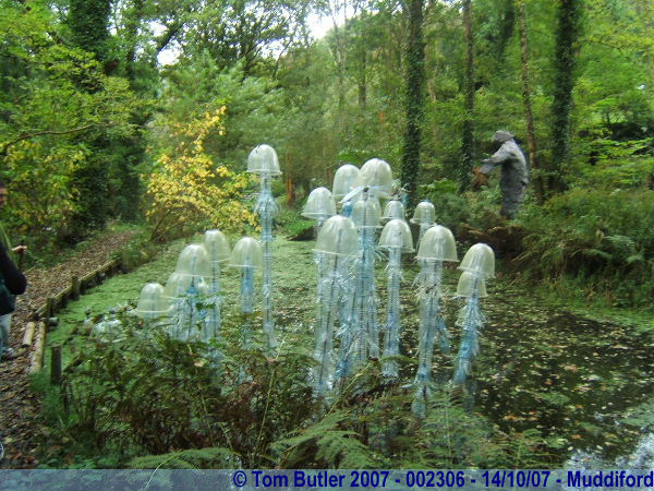 Photo ID: 002306, Water bottle jellyfish, Muddiford, Devon