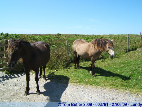 Photo ID: 003761, Two of the islands Lundy Pony's, Lundy, Devon