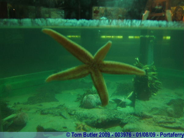 Photo ID: 003976, Starfish at Exploris, Portaferry, Northern Ireland