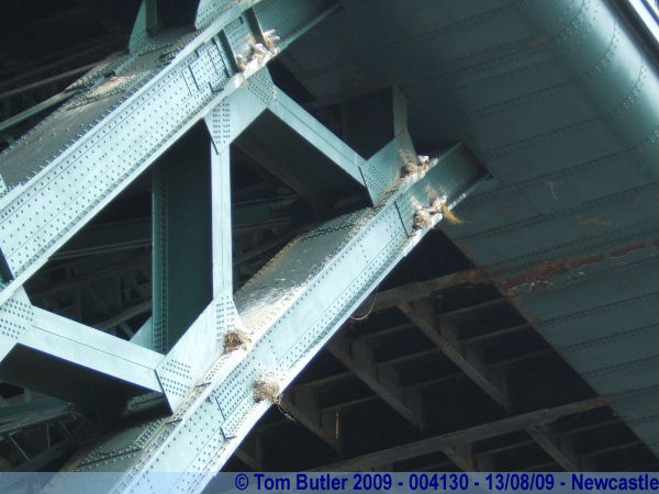 Photo ID: 004130, Birds nesting in the metal work of the Tyne bridge, Newcastle upon Tyne, England
