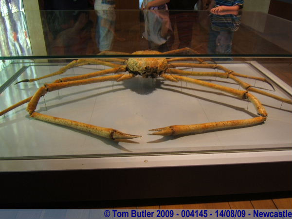Photo ID: 004145, Crabsticks go large, Newcastle upon Tyne, England