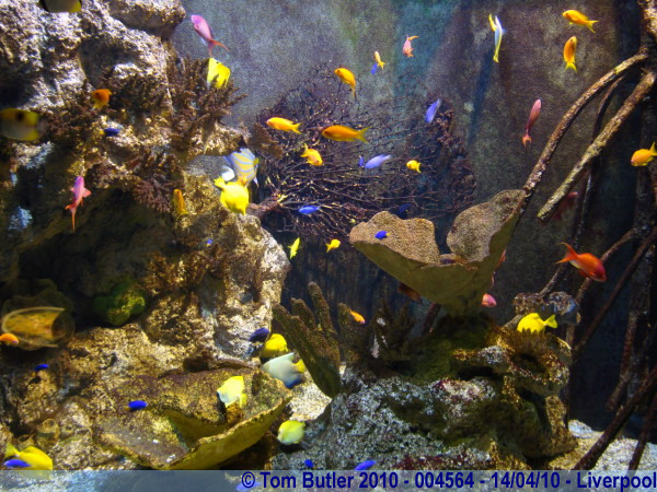 Photo ID: 004564, The aquarium in the World Museum, Liverpool, England
