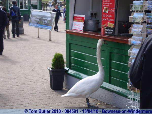 Photo ID: 004591, An inquisitive Swan waits to see what's for lunch, Bowness-on-Windermere, England