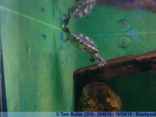 Photo ID: 004616, A turtle in the Tower Aquarium, Blackpool, England