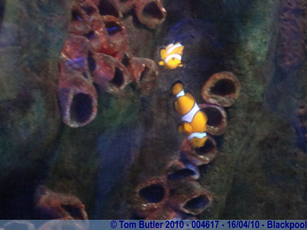 Photo ID: 004617, Nemo found, Blackpool, England