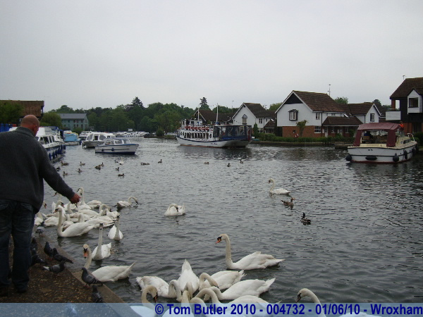 Photo ID: 004732, Feeding the Swans on the broads, Wroxham, England