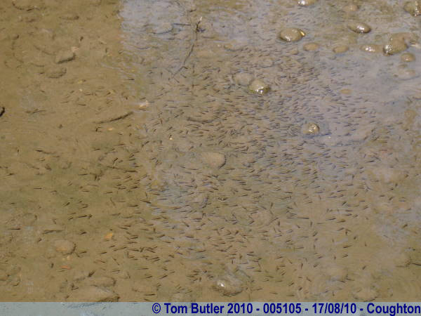 Photo ID: 005105, Small fish swimming in the river running through Coughton Court, Coughton, England