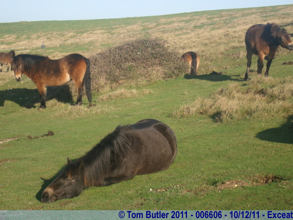 Photo ID: 006606, Equine sunbathing, Exceat, England