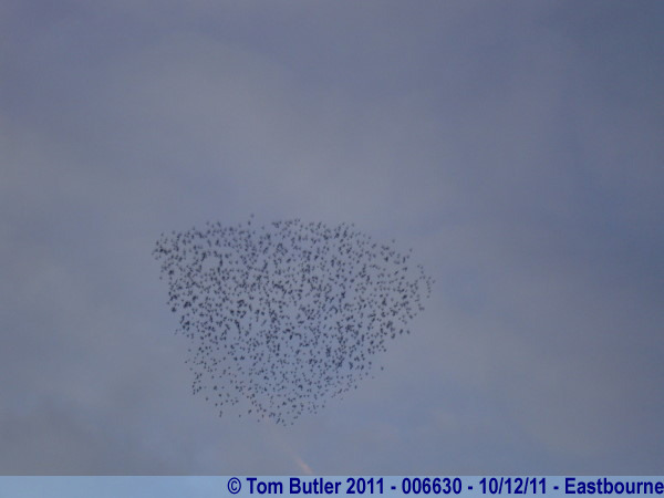 Photo ID: 006630, A flock of Starlings make formations in the sky, Eastbourne, England