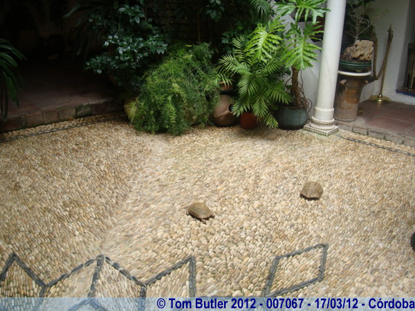Photo ID: 007067, Two tortoises make a break for freedom, Crdoba, Spain