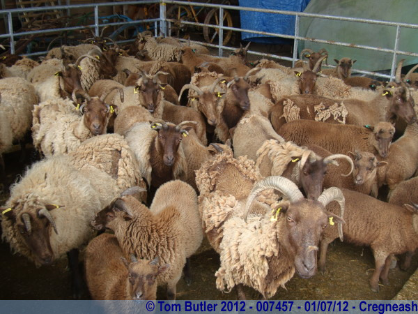Photo ID: 007457, Loaghtan sheep, Cregneash, Isle of Man