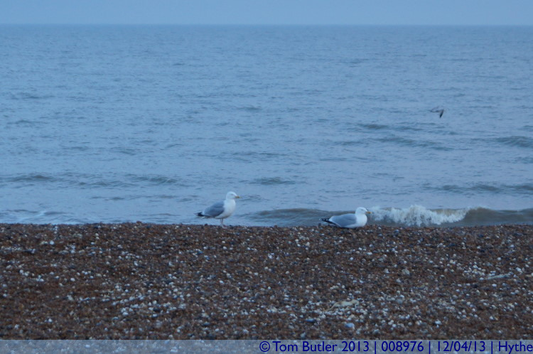 Photo ID: 008976, Two seagulls settle down for the night, Hythe, England