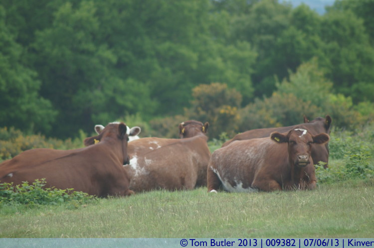 Photo ID: 009382, Cows on the Edge, Kinver, England