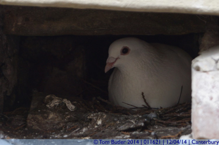 Photo ID: 011621, Nesting in an old sewer, Canterbury, England