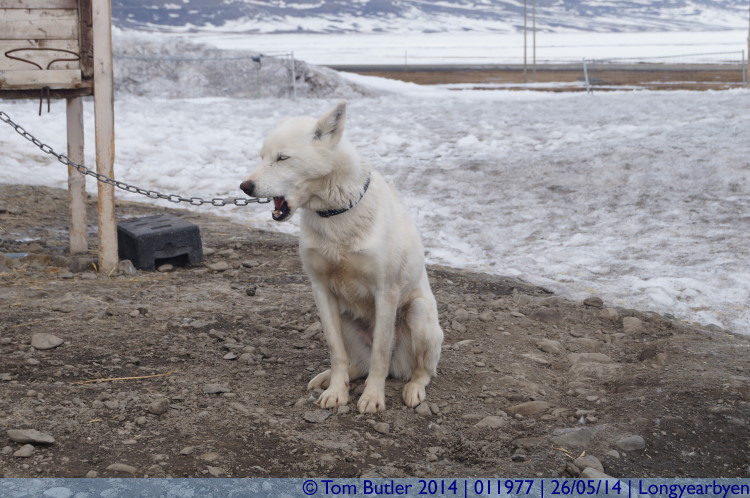Photo ID: 011977, Bothered?, Longyearbyen, Norway