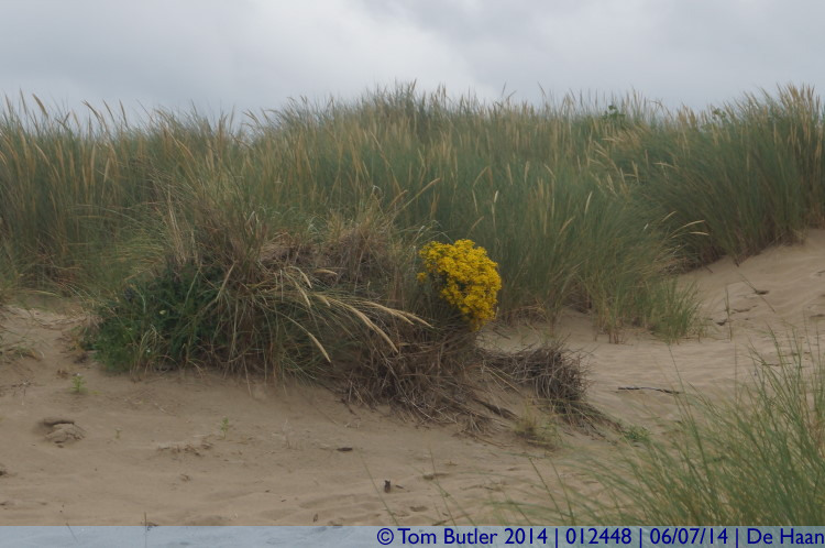 Photo ID: 012448, In the dunes, De Haan, Belgium