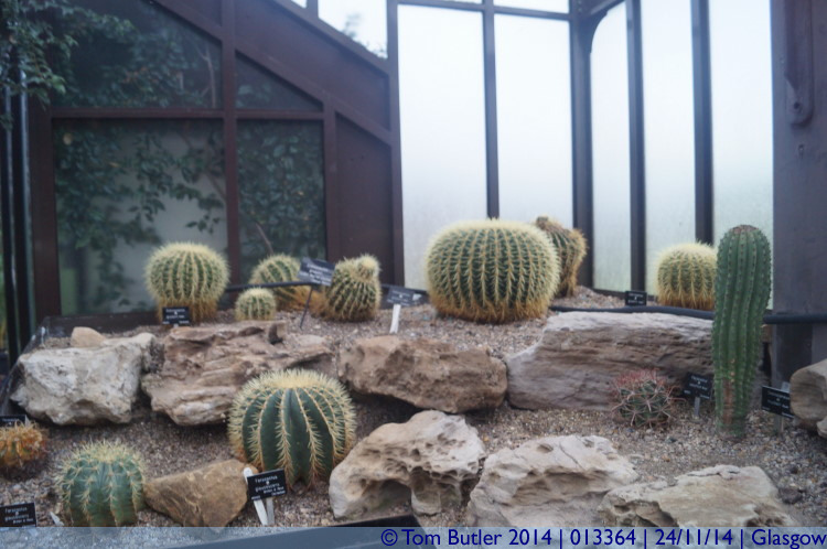 Photo ID: 013364, Cactus, Glasgow, Scotland
