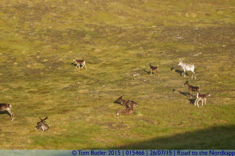 Photo ID: 015466, Passing a reindeer family, Road to the Nordkapp, Norway