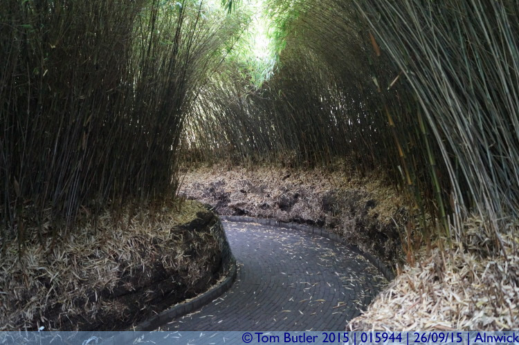 Photo ID: 015944, Bamboo everywhere, Alnwick, England