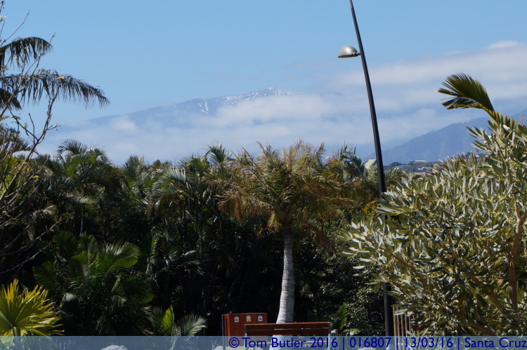 Photo ID: 016807, Mount Teide and Palms, Santa Cruz, Spain