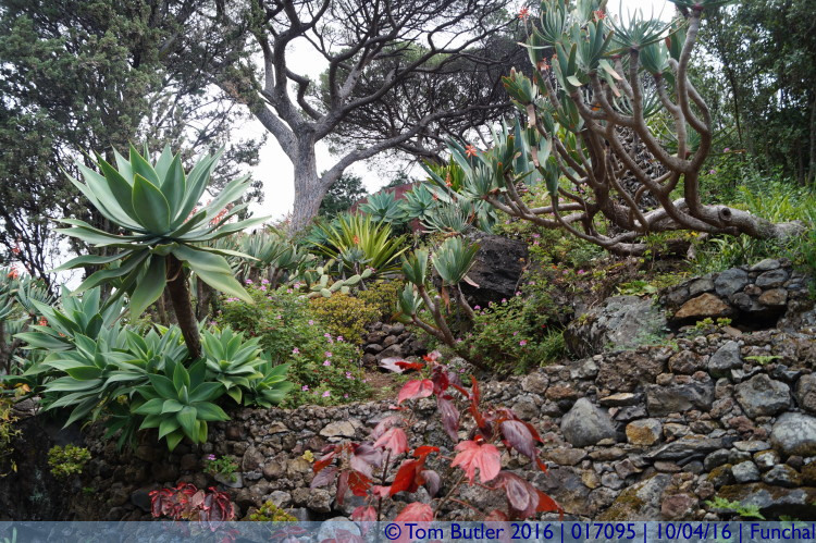 Photo ID: 017095, Inside the Botanical Gardens, Funchal, Portugal