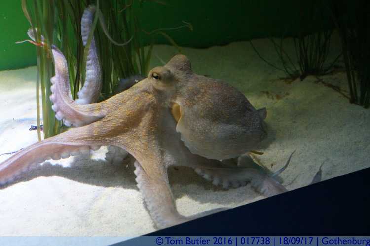 Photo ID: 017738, Octopus, Gothenburg, Sweden