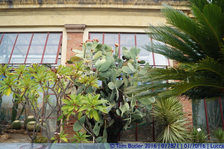 Photo ID: 017871, Cactus, Lucca, Italy