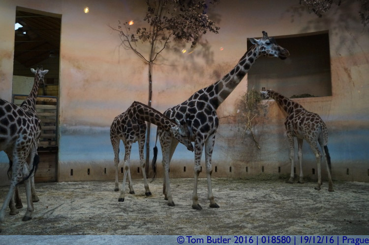 Photo ID: 018580, In the Giraffe house, Prague, Czechia