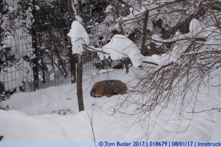 Photo ID: 018679, Let sleeping wolves lie, Innsbruck, Austria