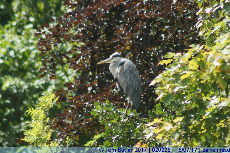 Photo ID: 020226, Heron, Birkenhead, England
