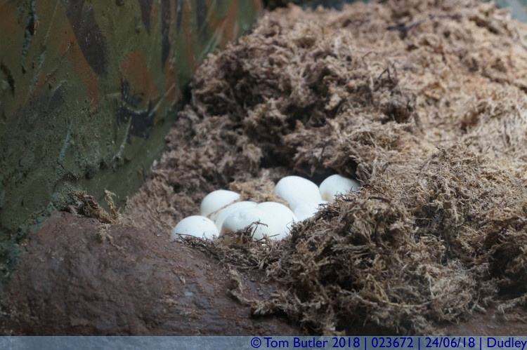 Photo ID: 023672, Snake eggs, Dudley, England
