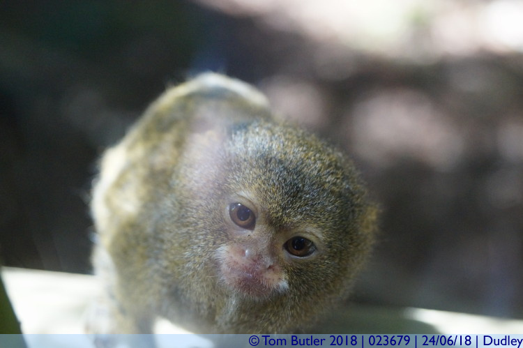 Photo ID: 023679, Spider Monkey, Dudley, England