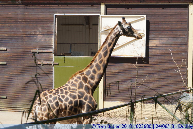 Photo ID: 023680, Giraffe, Dudley, England