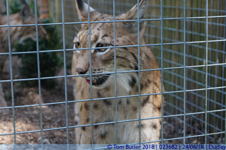 Photo ID: 023682, Lynx, Dudley, England