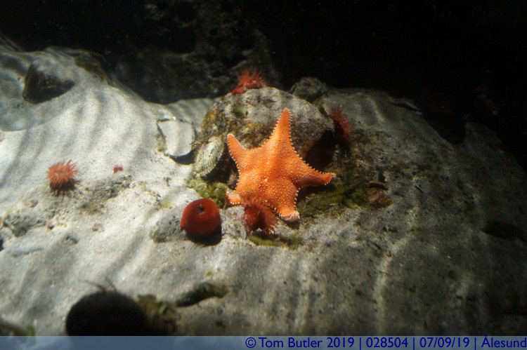 Photo ID: 028504, Starfish, lesund, Norway