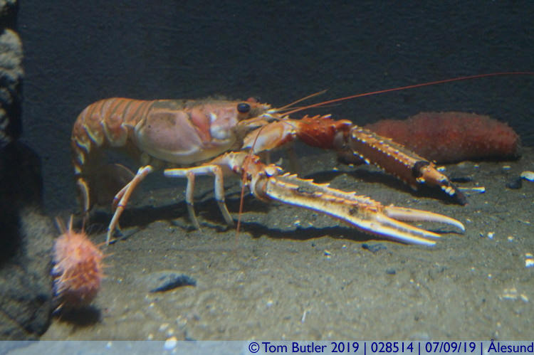 Photo ID: 028514, Lobster, lesund, Norway