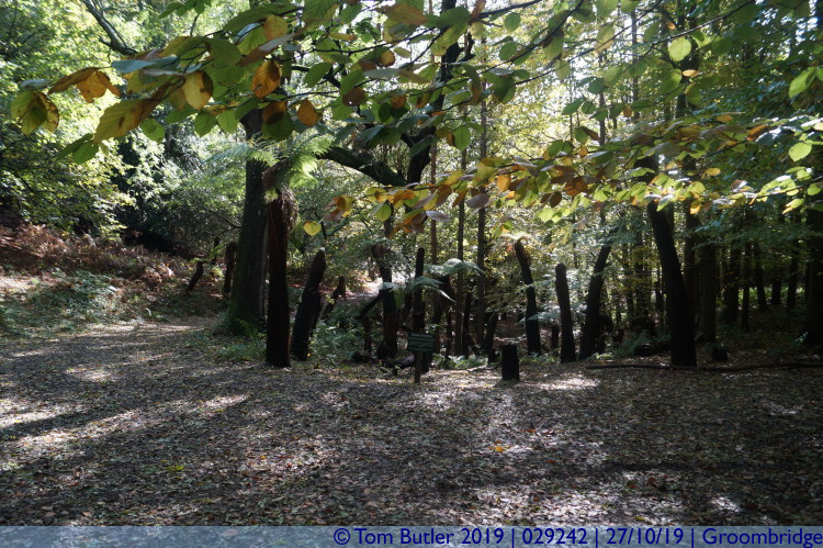 Photo ID: 029242, Jurassic Tree Ferns, Groombridge, England