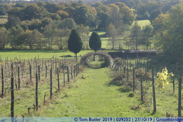 Photo ID: 029252, Walking through the vineyard, Groombridge, England