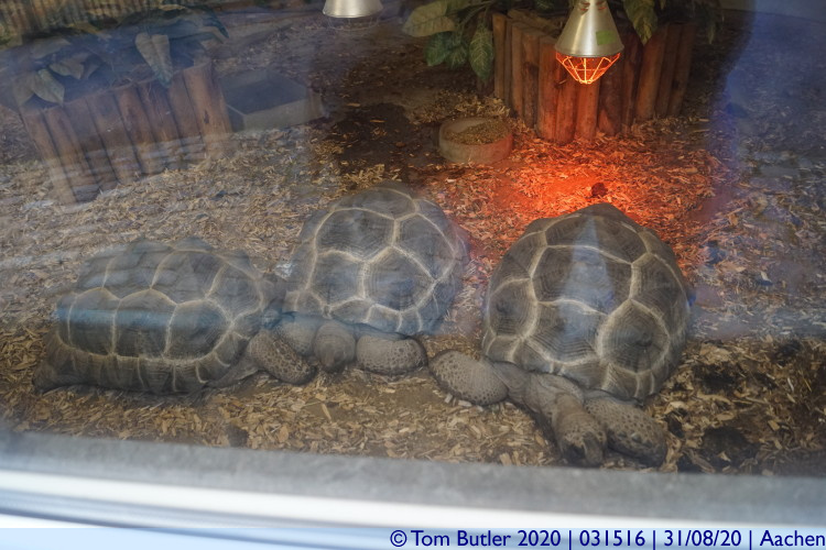 Photo ID: 031516, Giant tortoises, Aachen, Germany