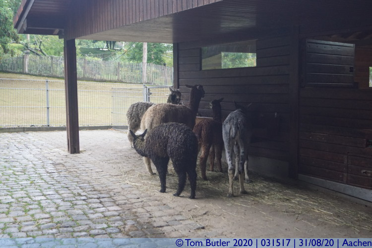 Photo ID: 031517, Alpaca, Aachen, Germany