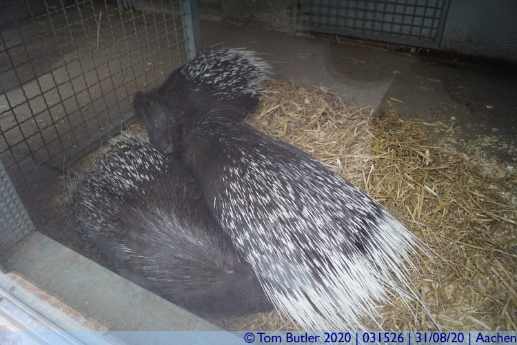 Photo ID: 031526, Porcupines, Aachen, Germany