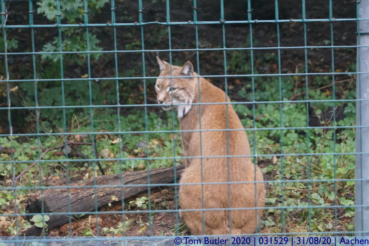 Photo ID: 031529, Bored Lynx, Aachen, Germany