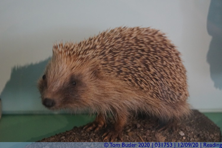 Photo ID: 031753, Hedgehog, Reading, England