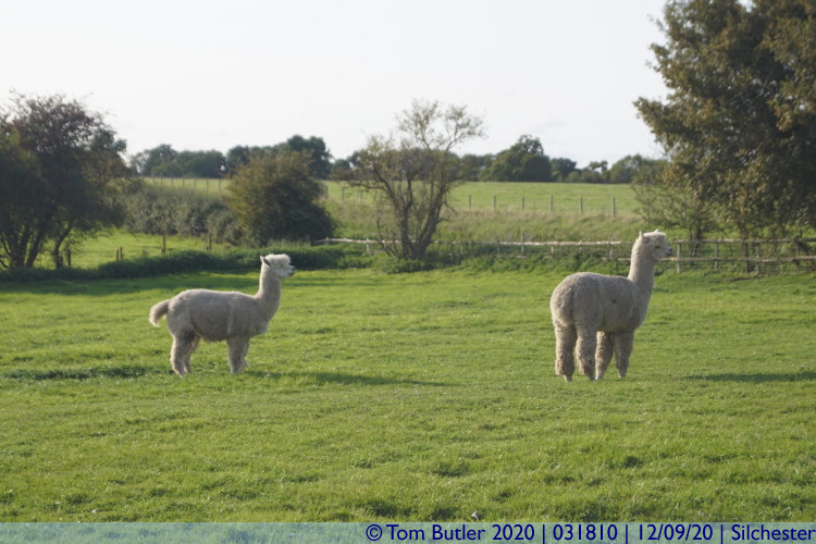 Photo ID: 031810, Non-Roman Alpacas, Silchester, England